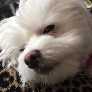 Meet your Posher, Monica